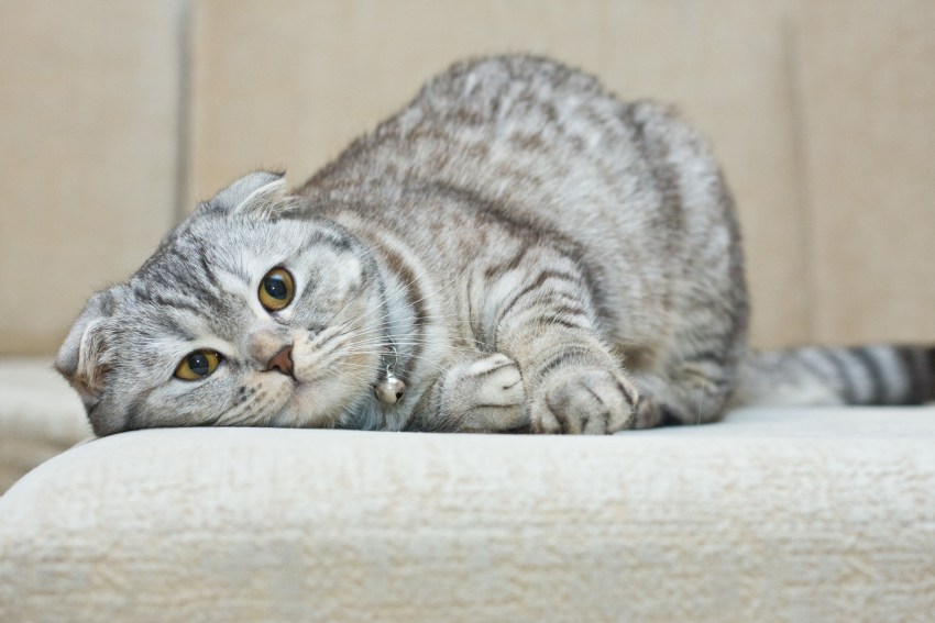 Порода кошек шотландская короткошерстная вислоухая кошка фото
