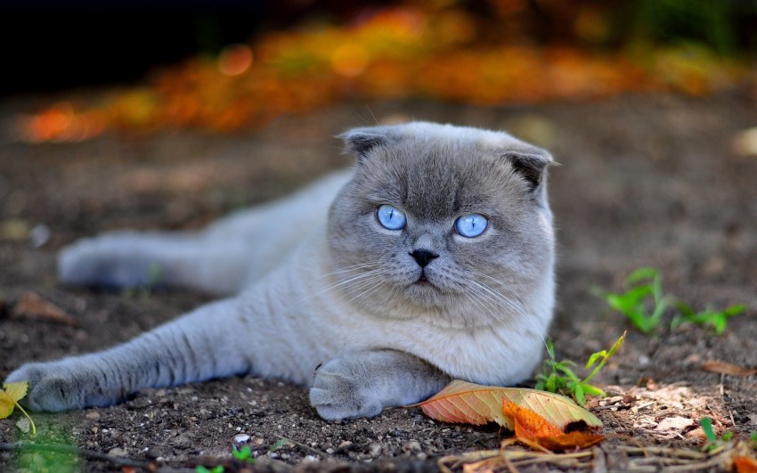 Фотографии кошек породы шотландская вислоухая