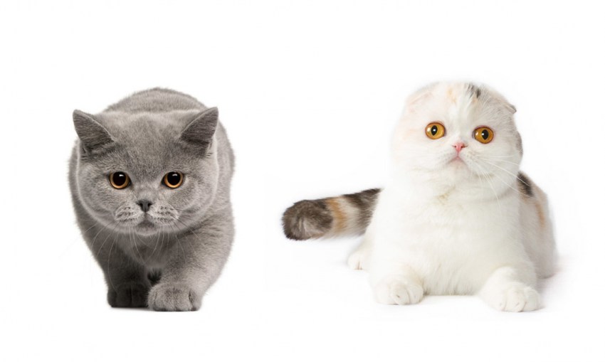 Фотографии кошек породы шотландской вислоухой кошки