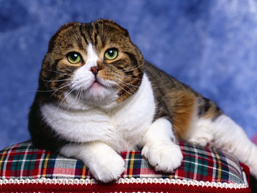 Фотографии кошек породы скоттиш фолд