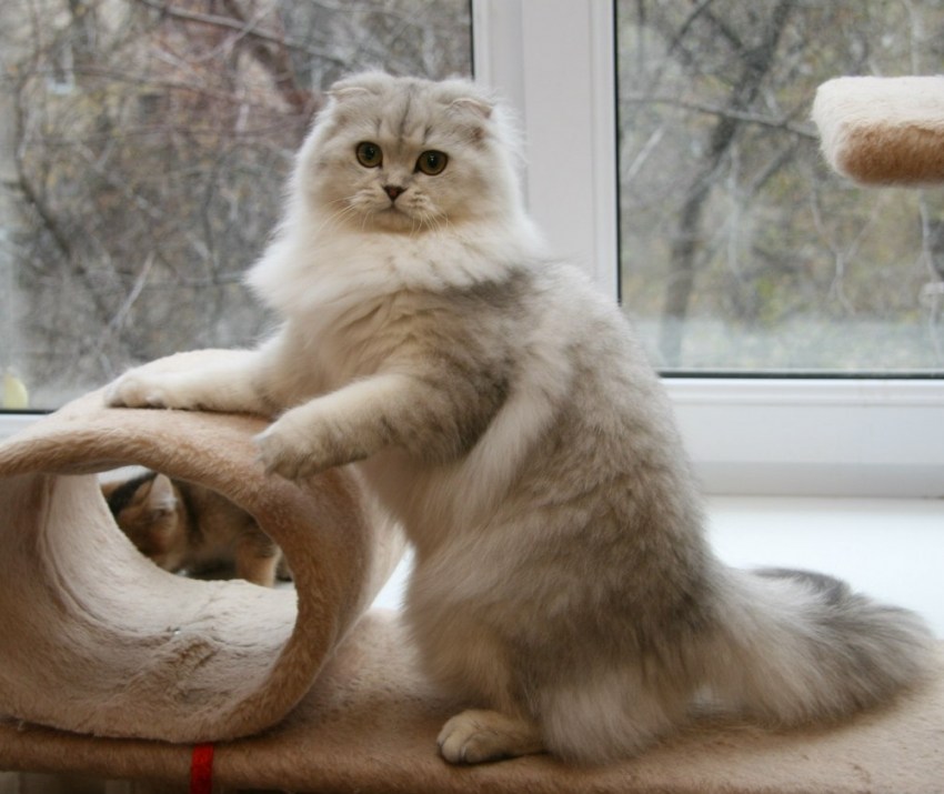 Картинки с кошками породы шотландской вислоухой