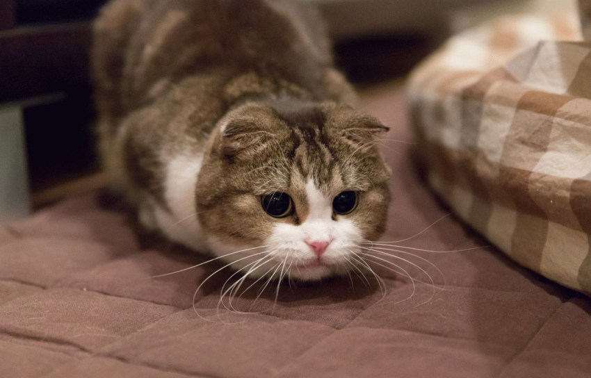 Фотографии кошек породы шотландская вислоухая