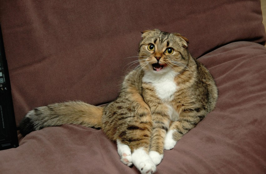 Порода кошек вислоухий шотландец фото