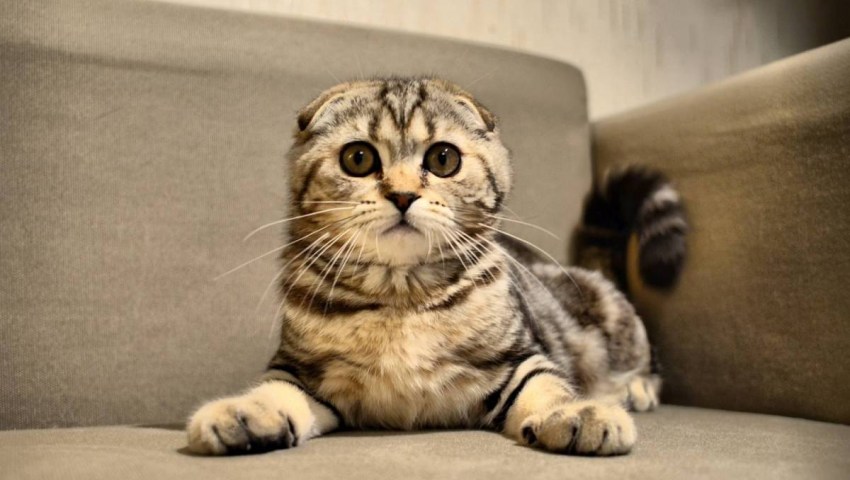 Фото кошек у которых порода шотландская вислоухая
