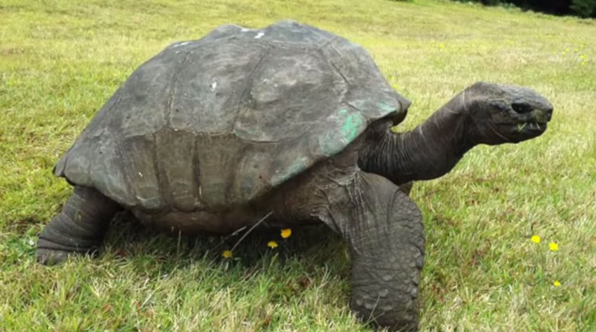 Красноухая черепаха в домашних условиях: содержание, уход, кормление, фото-видео обзор