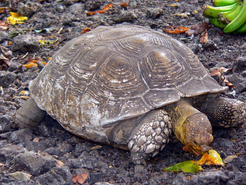 Черепаха в жизни человека. Centrochelys sulcata. Geochelone sulcata. Сульката черепаха. Шпороносная черепаха.