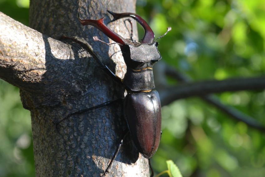 Колорадский жук насекомое. Описание, особенности, образ жизни и среда обитания жука