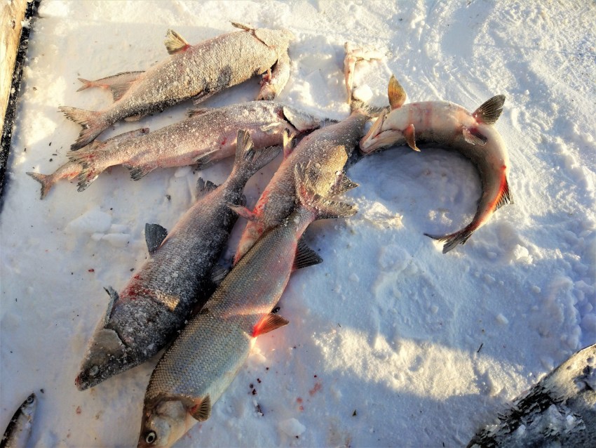 Белорыбица: фото и описание сорта рыбы