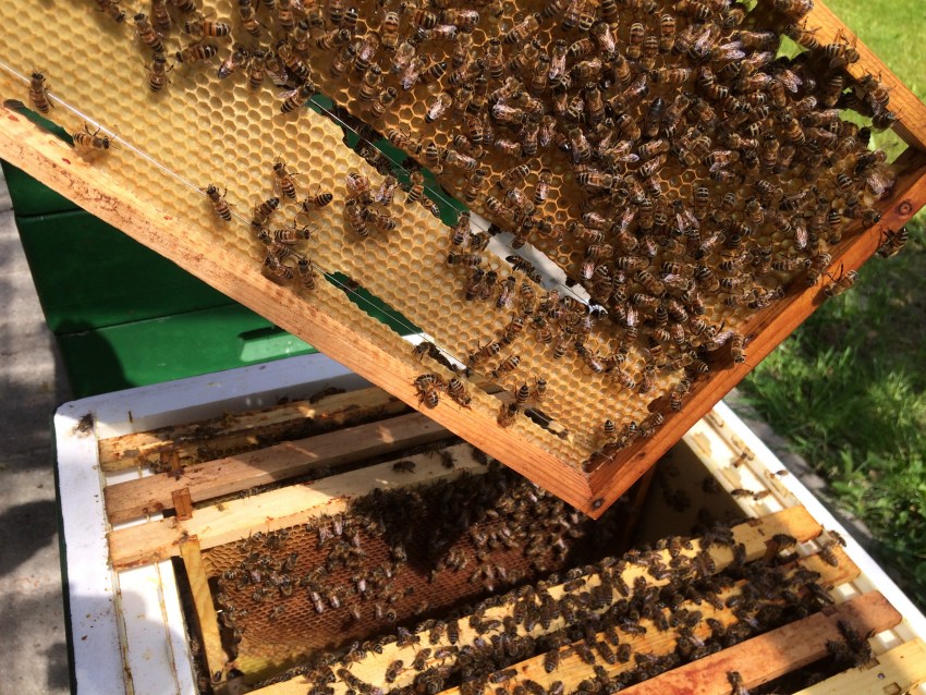 Пчелы на высадку. Разведение пчел. Выводок пчел. Мед без пчел. Разведение пчеломаток.