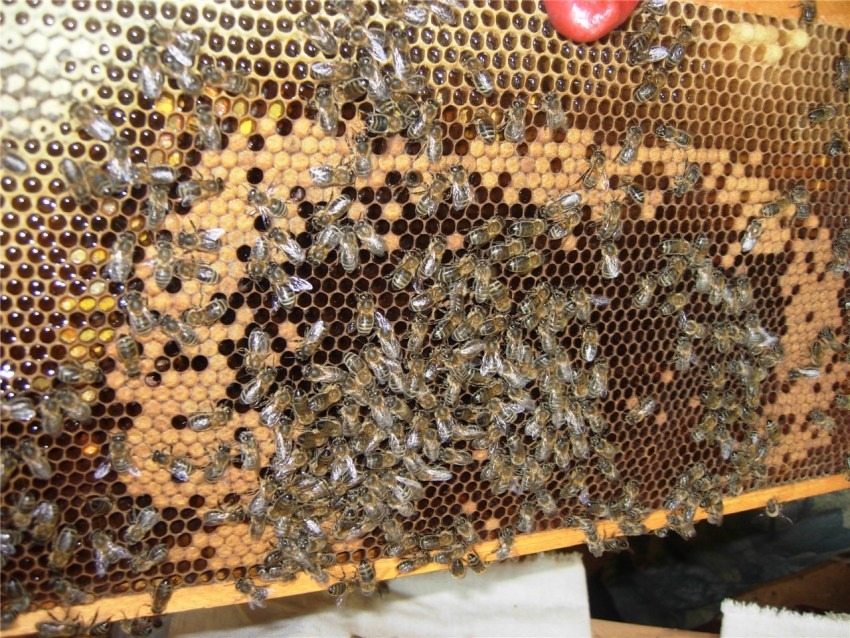 Пчелы на высадку