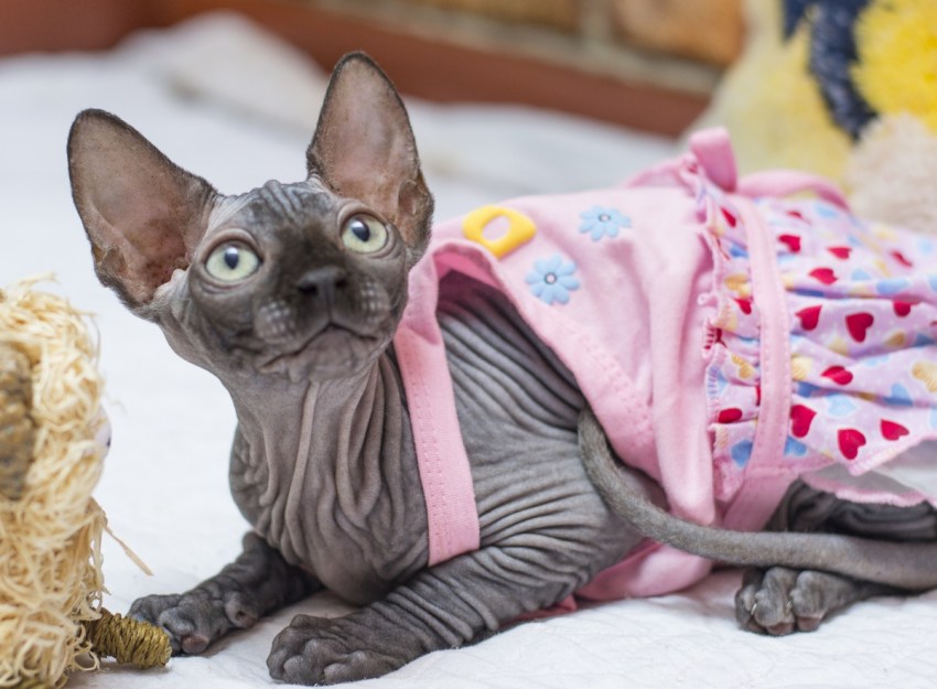 Описание породы Бурманская кошка  есть ли вообще у этой красавицы отрицательные черты