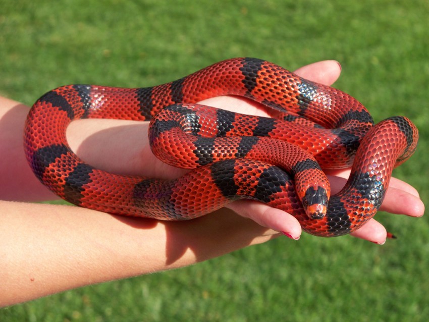 Реферат: Красная цилиндрическая змея
