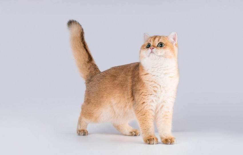 Манчкин: описание и характеристики, уход и содержание коротколапого кота