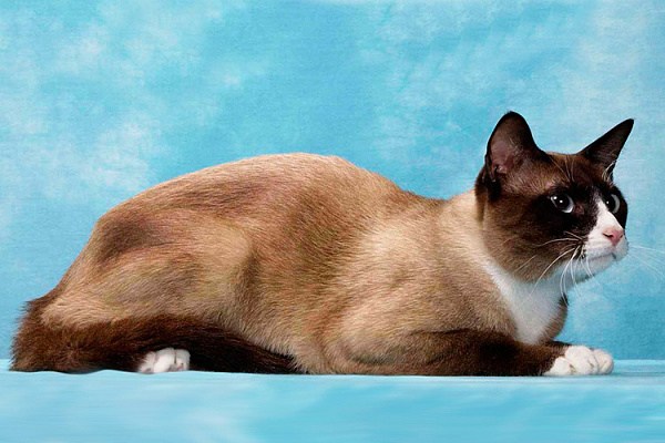 Сноу-шу: описание и характеристики кота, уход и содержание