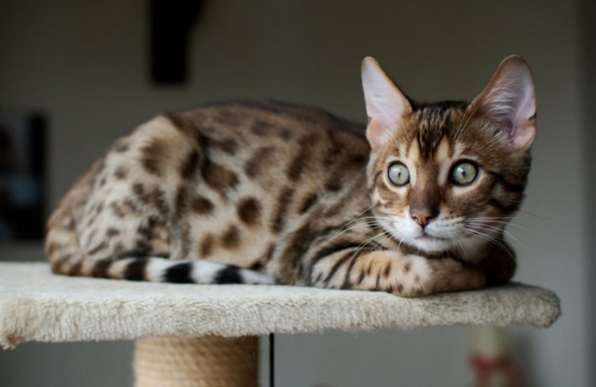 Бенгальская кошка: описание, характеристики и содержание экзотической породы