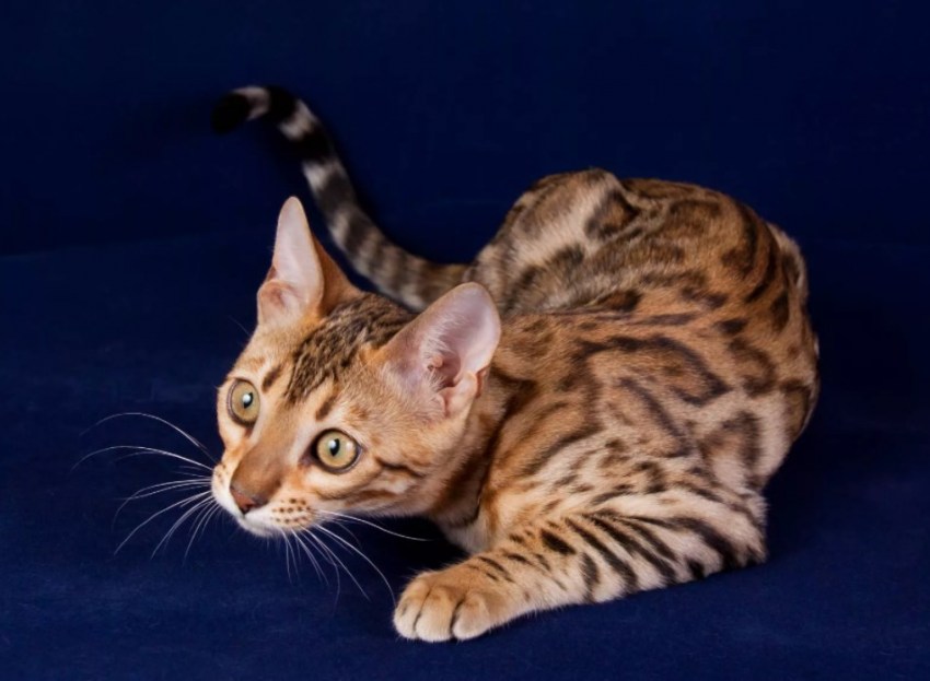 Бенгальская кошка: описание, характеристики и содержание экзотической породы