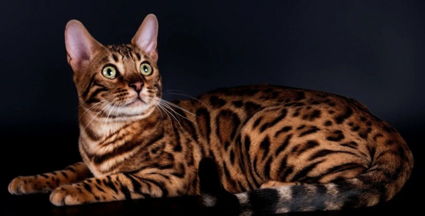 Бенгальская кошка: описание, характеристики и содержание экзотической