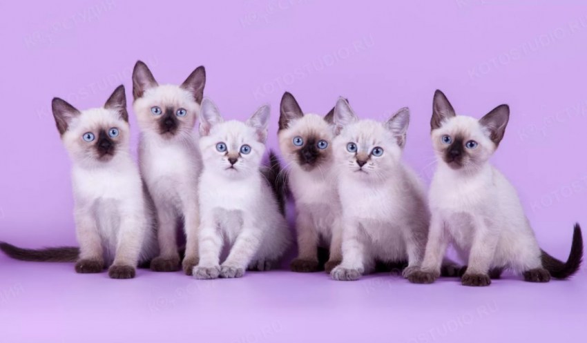 Тайская кошка: описание и характеристики, уход и содержание, выбор котенка
