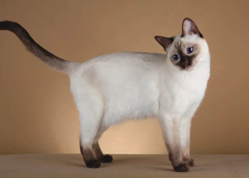 Тайская кошка: описание и характеристики, уход и содержание, выбор котенка