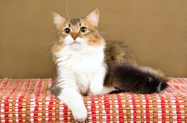 Манчкин: описание и характеристики, уход и содержание коротколапого кота