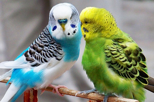 Правила и секреты успешного разведения волнистых попугаев