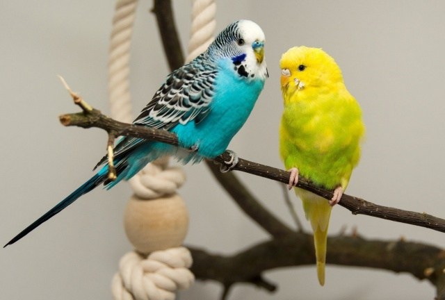 Правила и секреты успешного разведения волнистых попугаев